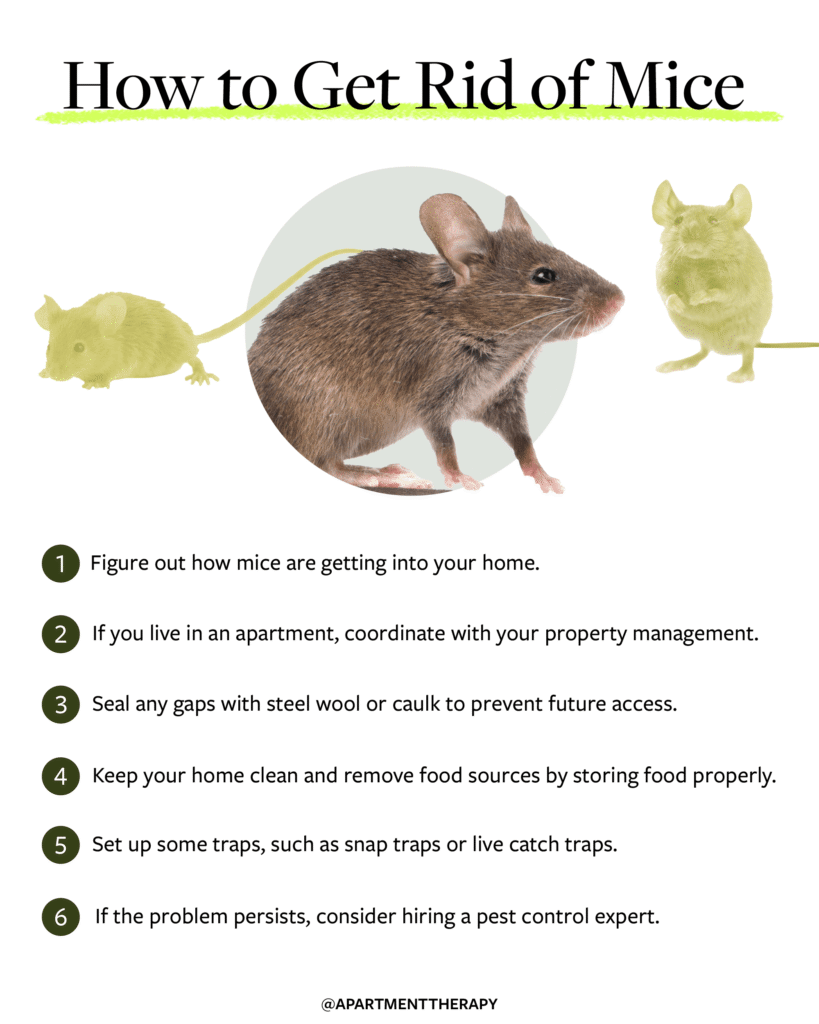 How to Get Rid of Rats