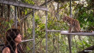 New Wild Cat Species