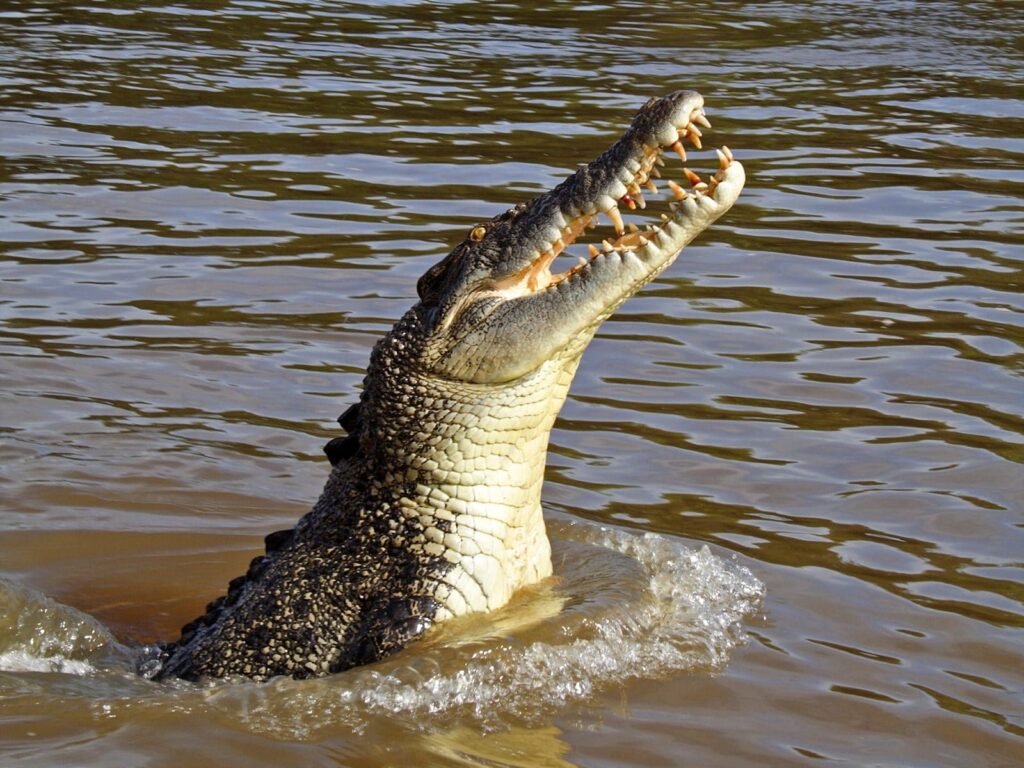 Morena Crocodile Rescue