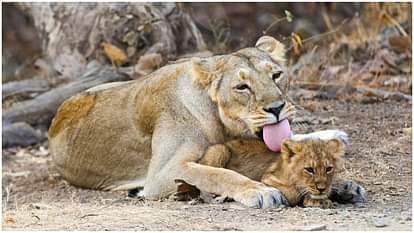 PM Modi Lion Safari 